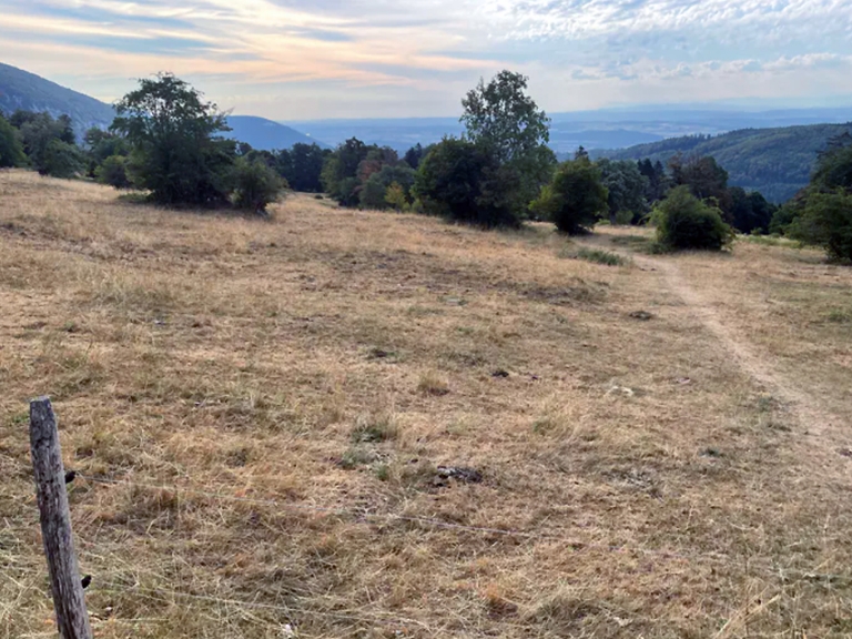Parched meadows in Les Prés-d’Orvin