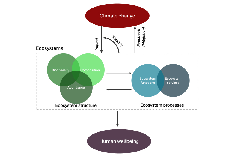 Grafik - Climate change, biodiversity and ecosystem stability