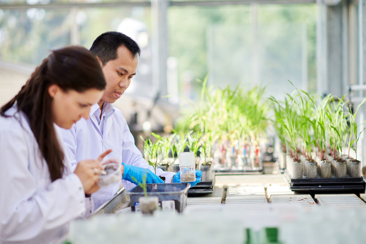 Two young researchers in a green house