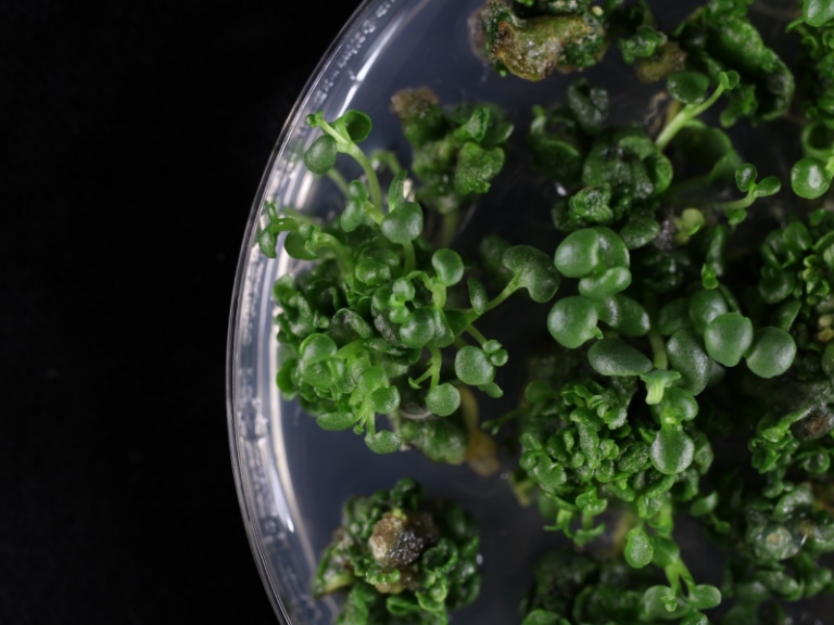 Regenerating Kalanchoë laxiflora in tissue culture.