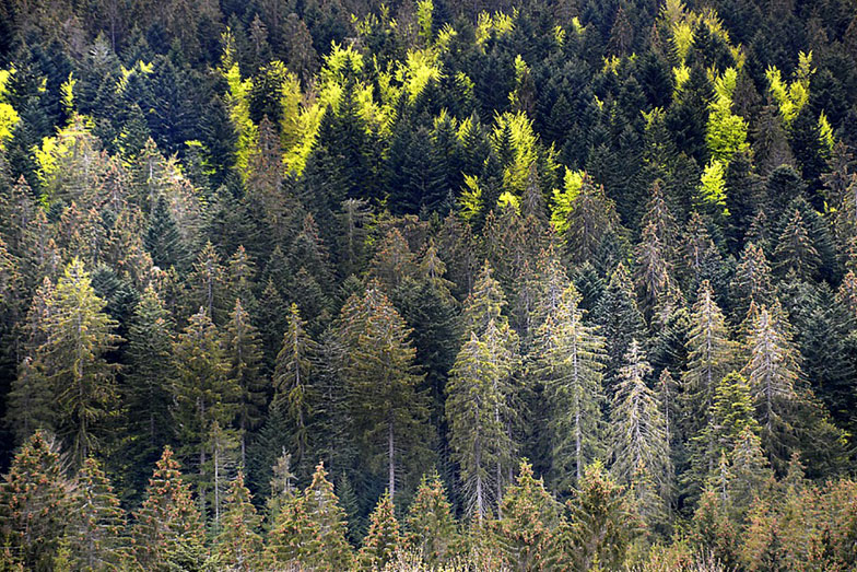 Durch Hitze und Trockenheit geschädigter Wald