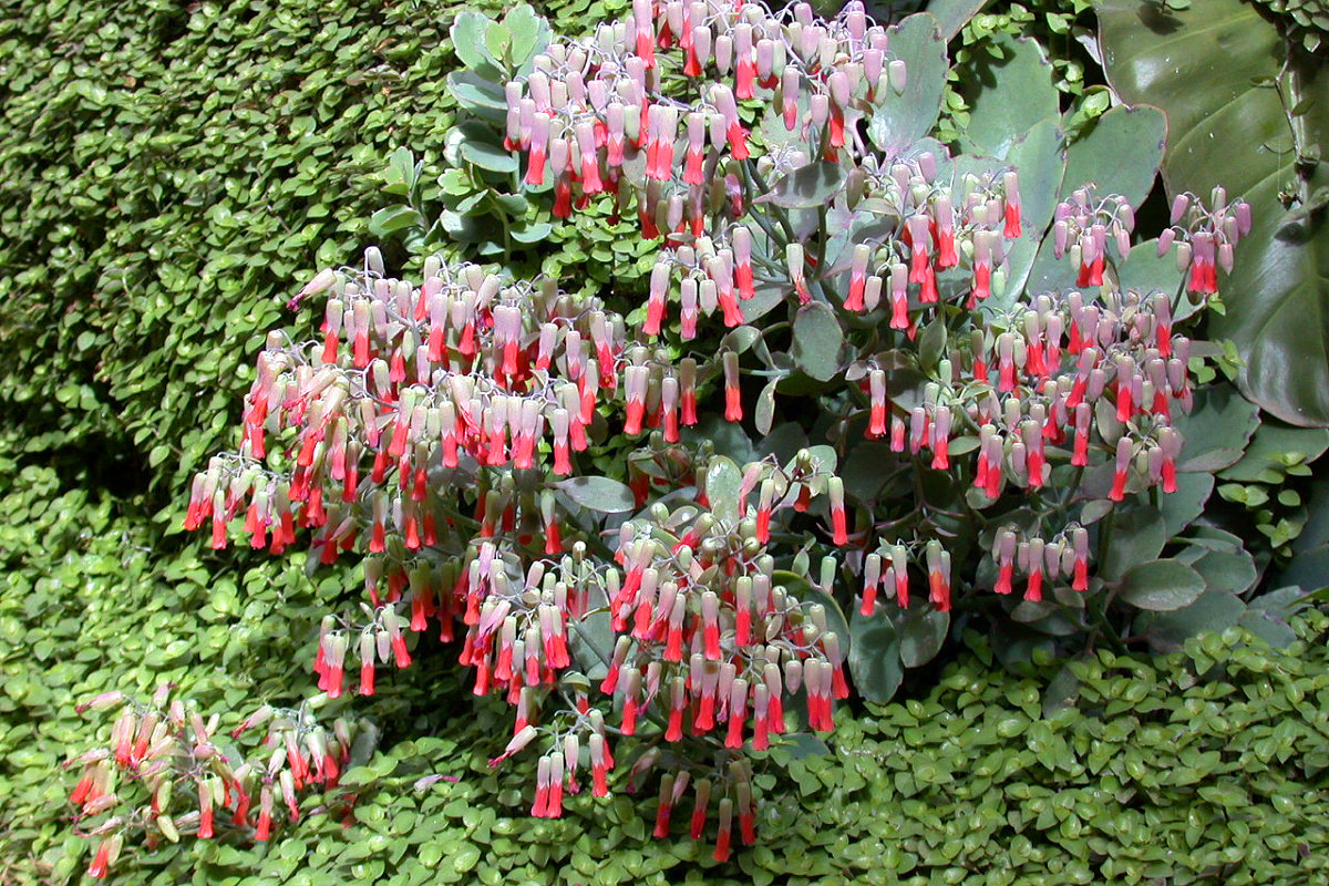 Kalanchoe laxiflora in flower. Image: Wikimedia/Tpa2067